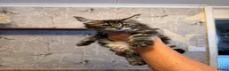 Maine Coon cats for sale: Maine Coon Registered TICA - Advert 17