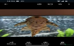 Plecos fish for sale: Pekoltia Braueri L121 - Male and Female - Image 2