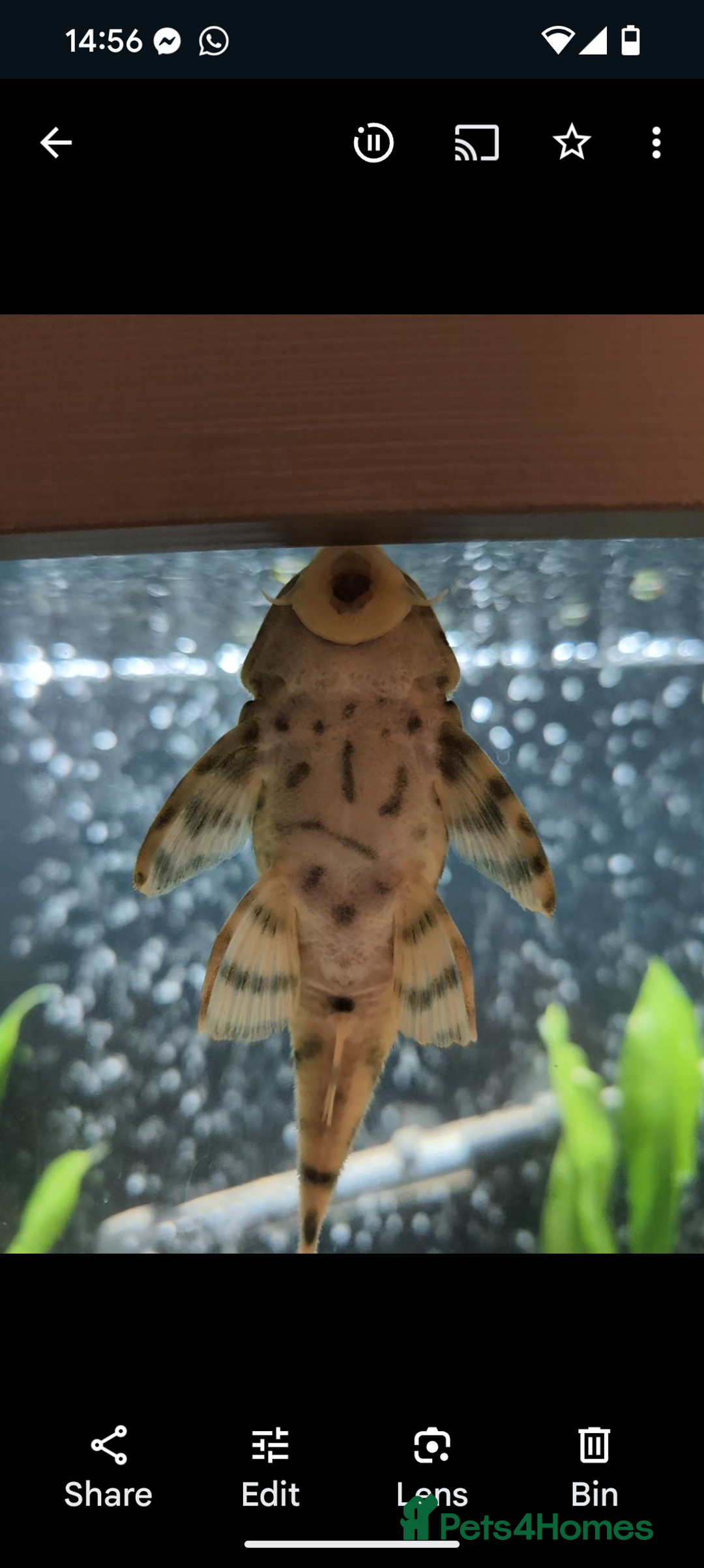 Plecos fish for sale: Pekoltia Braueri L121 - Male and Female - Image 2