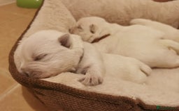 West Highland Terrier dogs for sale: ❤️Adorable Westies for loving homes ❤️ - Image 5