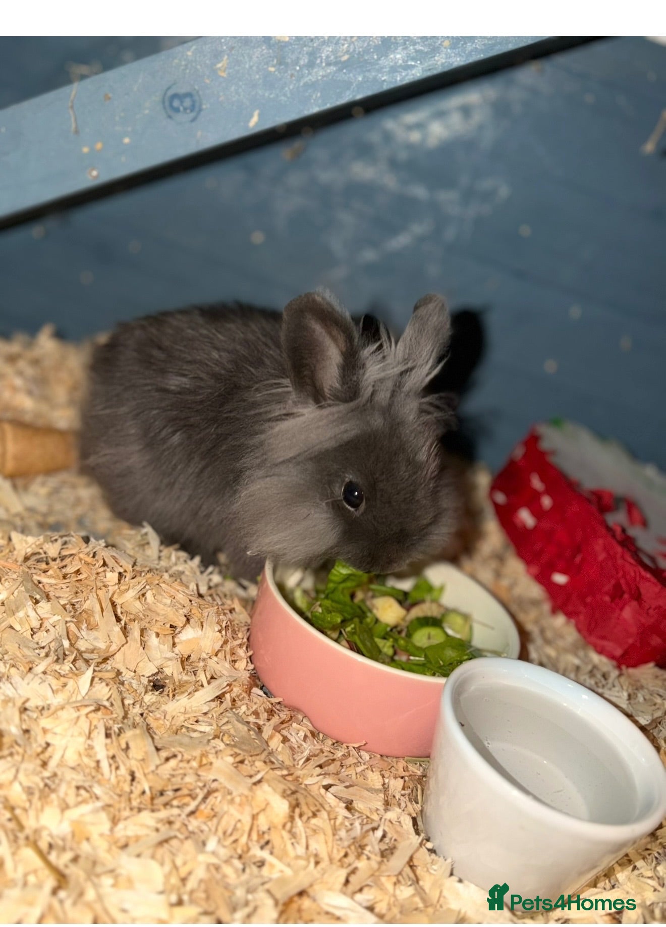 Lionhead rabbits Two female lion headed rabbits - Advert 1