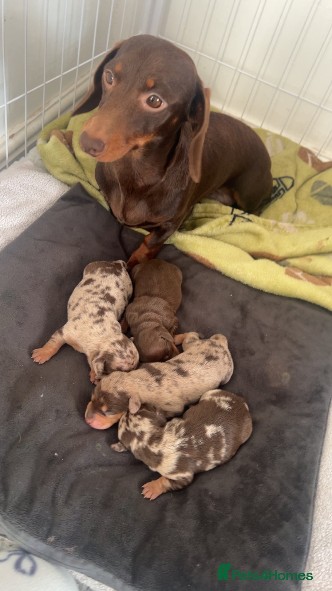 Miniature Dachshund dogs for sale: Miniature dashounds  - Advert 1