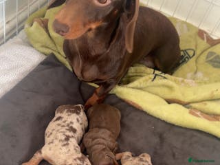 Miniature Dachshund dogs Miniature dashounds - Advert 12