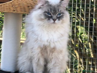 Ragdoll cats GCCF reg Active Blue Tabby stud in Doncaster - Advert 16
