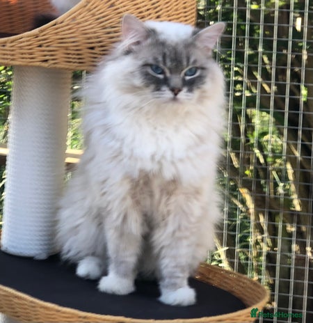 Ragdoll cats in Doncaster - Advert 12
