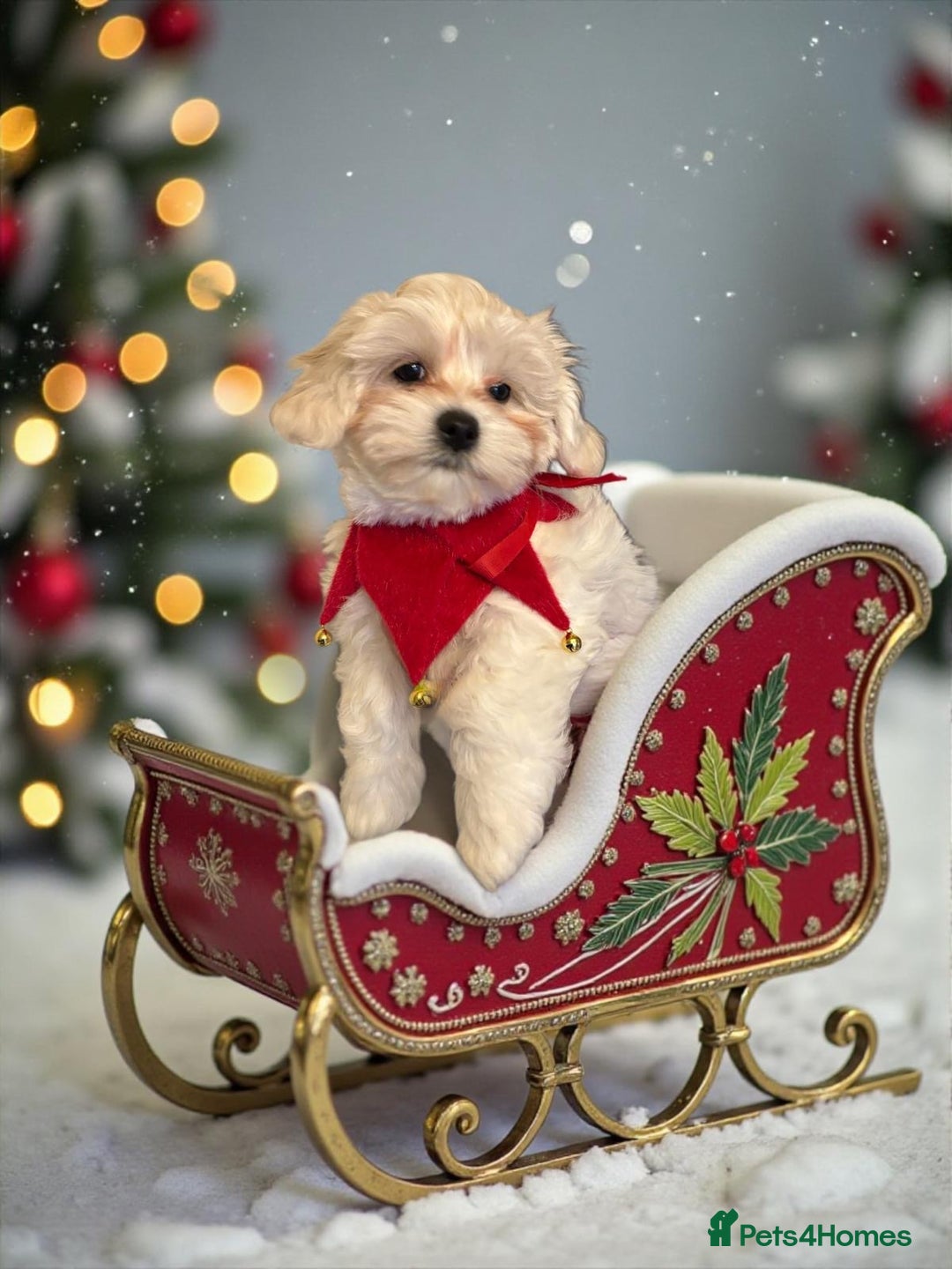 Maltipoo dogs for sale: Stunning Apricot Maltipoos  - Advert 15