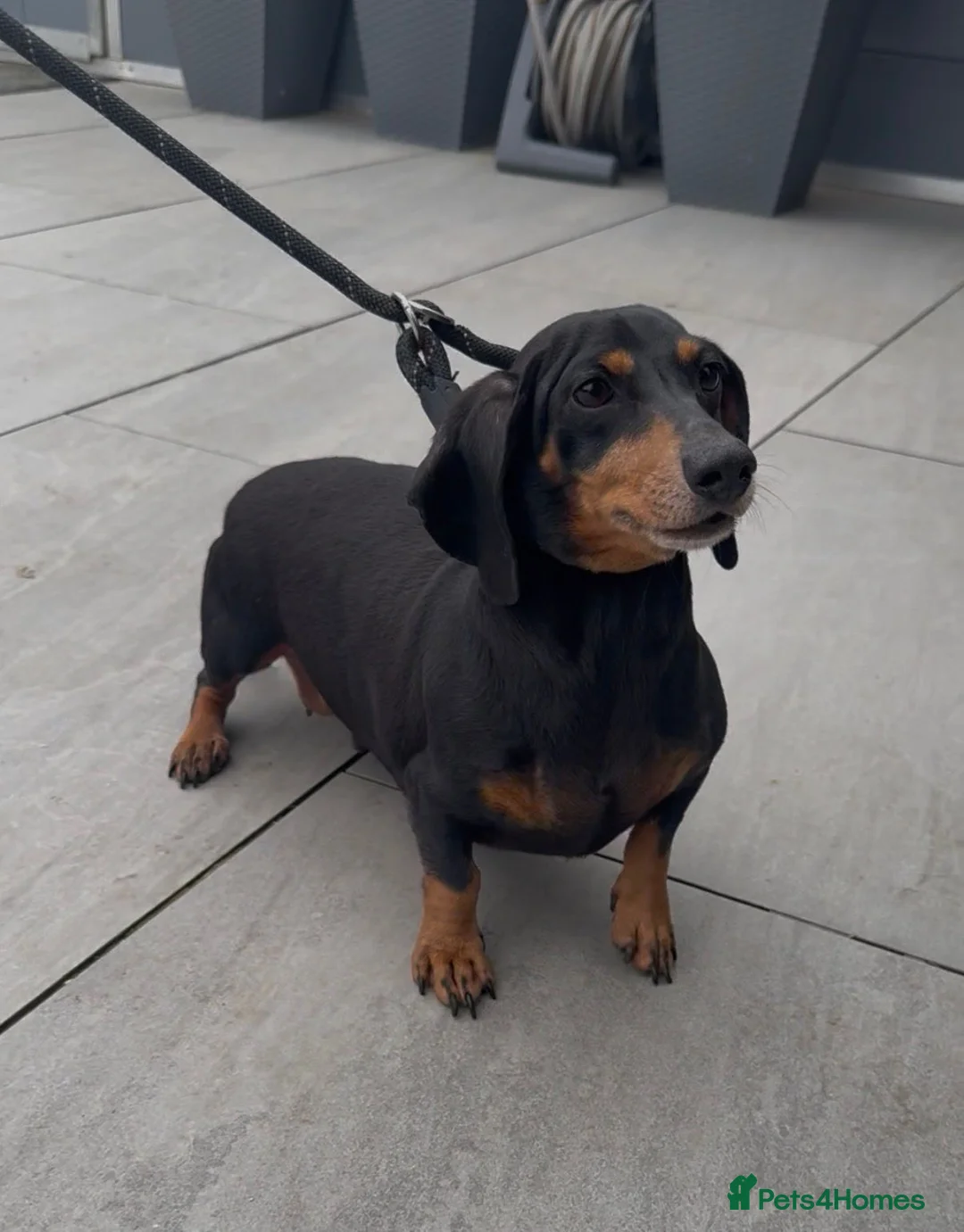 Miniature Dachshund dogs for sale: Mini Dashchound female 5years old looking new home - Advert 1