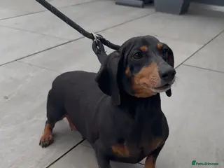 Miniature Dachshund dogs Mini Dashchound female 5years old looking new home - Advert 2