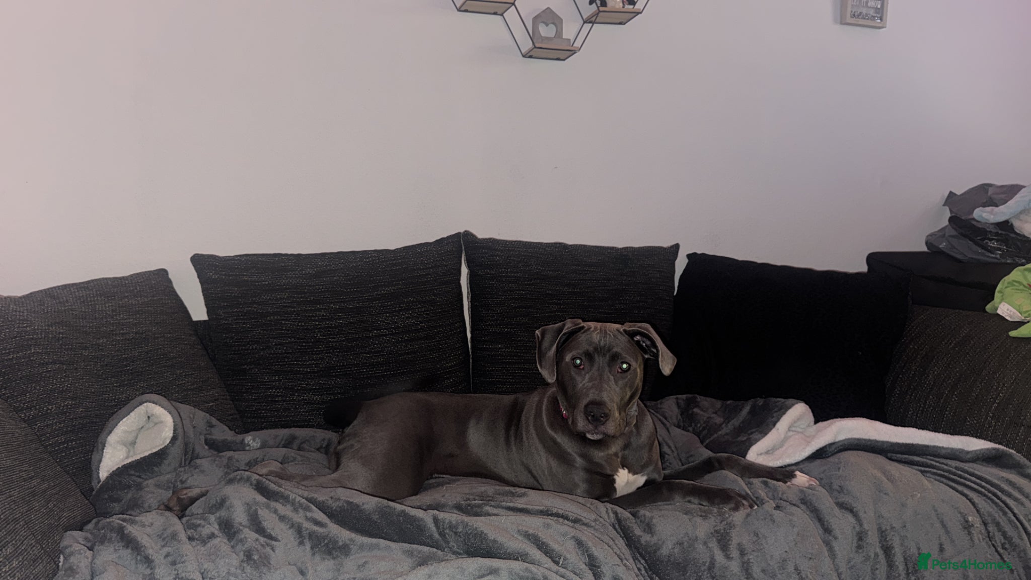 Mixed Breed dogs Cane corso  - Advert 2