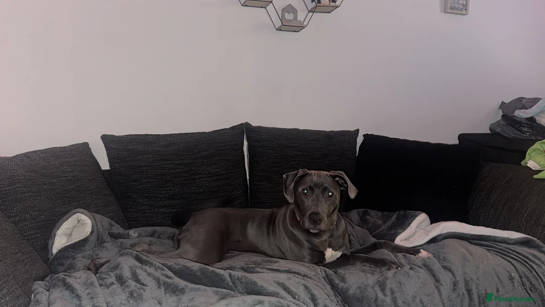 Mixed Breed dogs for sale: Cane corso  - Advert 1