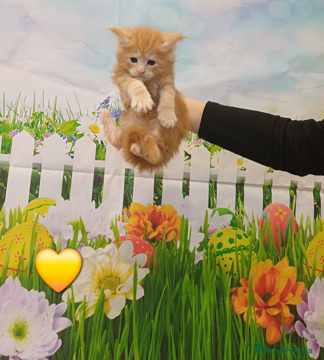 Maine Coon cats for sale: Maine Coon Kittens  - Advert 27