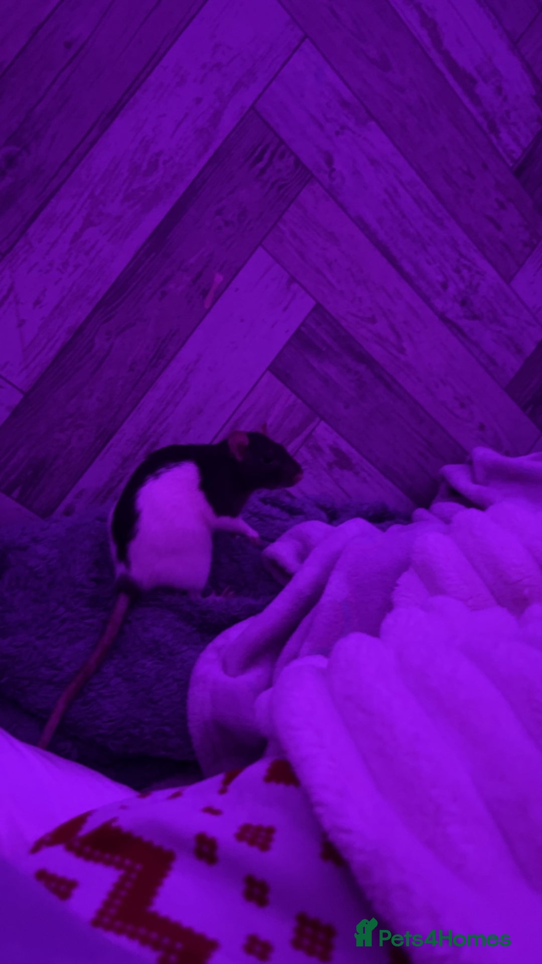 Rat rodents for sale: two rats  - Image 5
