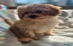 Cavapoochon dogs for sale: F1b RARE MERLE CAVAPOOCHON BOY - Image 18