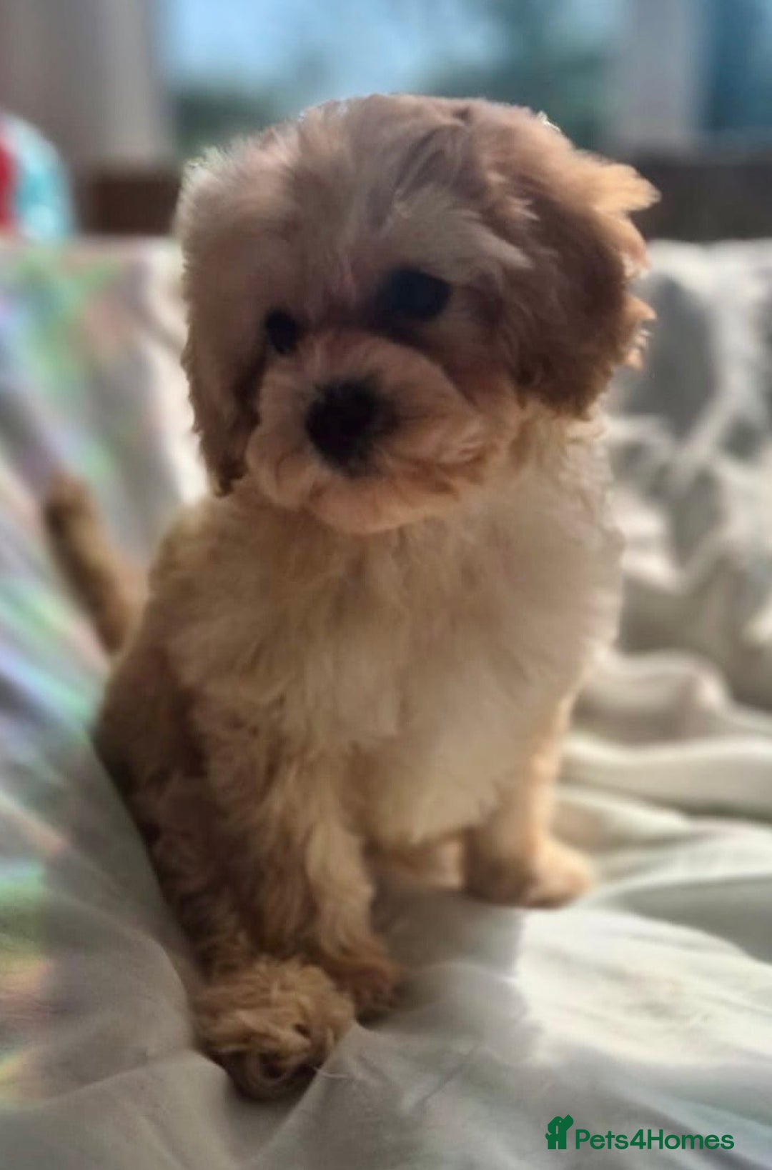 Cavapoochon dogs for sale: F1b RARE MERLE CAVAPOOCHON BOY - Image 18