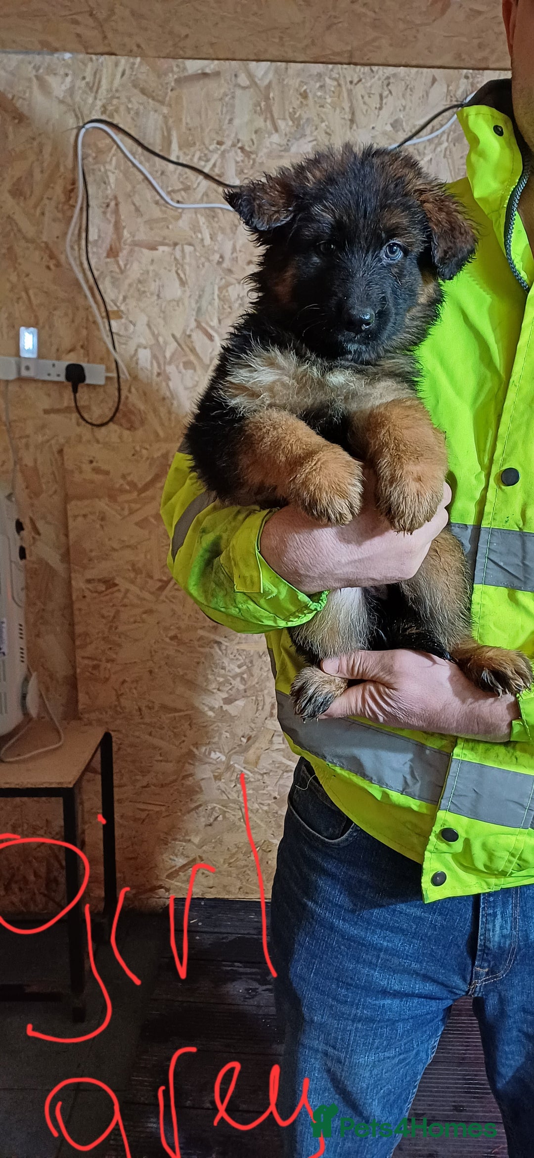 German Shepherd dogs for sale: Chunky German Sheperd puppies - Advert 4