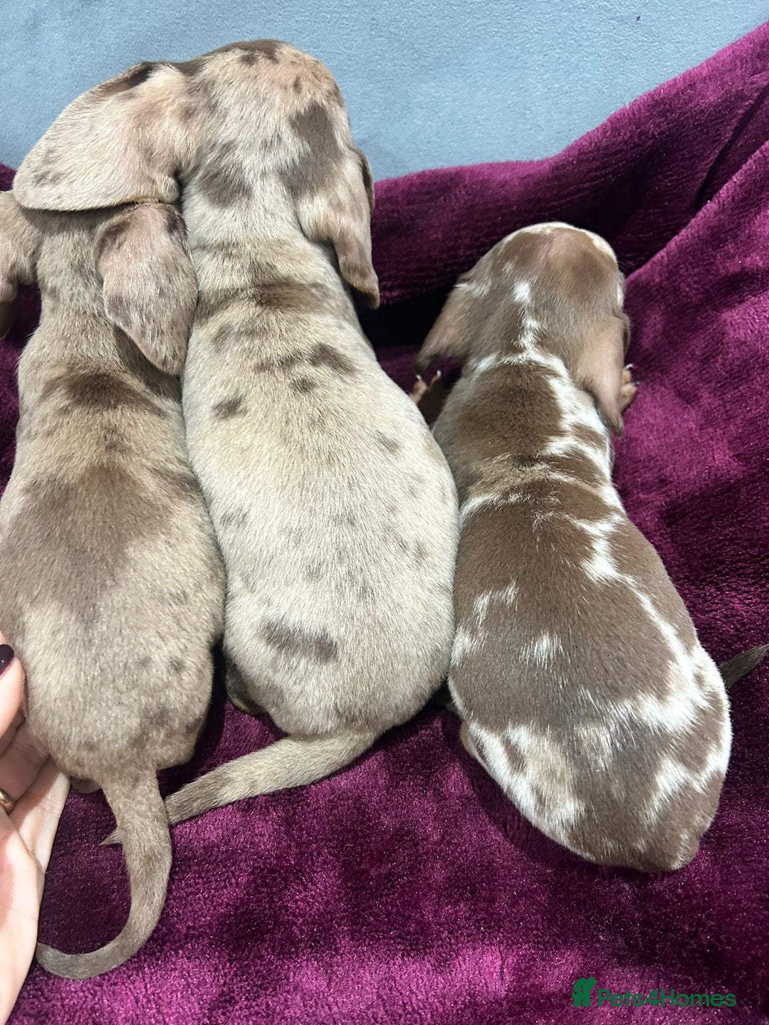 Miniature Dachshund dogs for sale: Miniature dachshund puppies  - Advert 5
