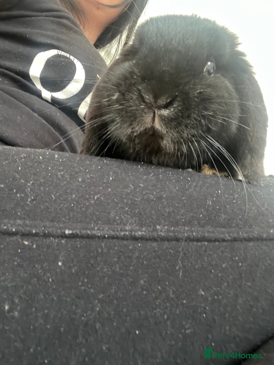 French Lop rabbits for sale: Bunny - Advert 14