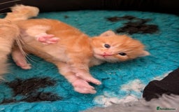 Maine Coon cats for sale: Maine coon X kittens  - Image 2