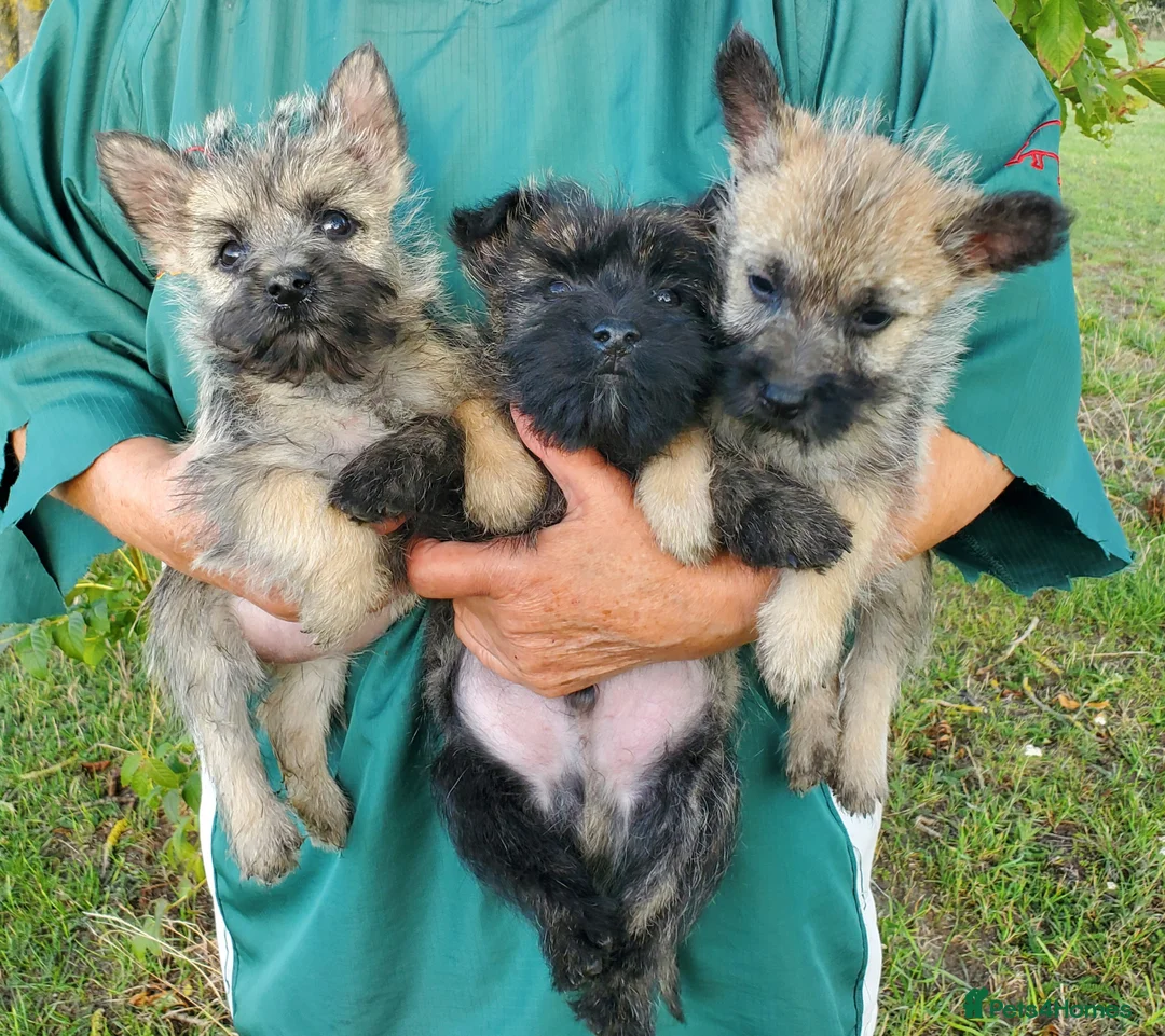 Cairn Terrier dogs for sale: Beautiful litter of Pedigree Cairn Terrier’s  - Advert 4