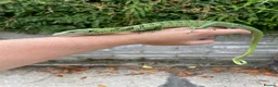 Monitor reptiles for sale: Varanus Reisengeri PAIR (Yellow Tree Monitors) - Advert 6