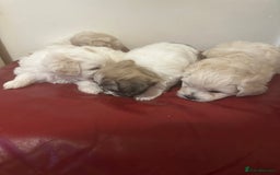 Zuchon dogs for sale: Zuchon puppies for sale  - Image 1