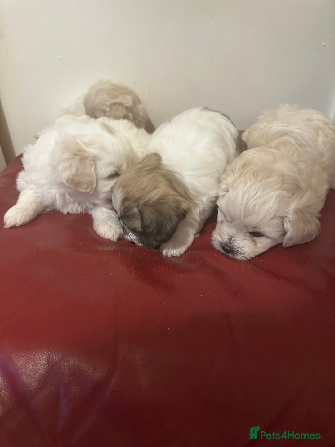 Zuchon dogs for sale: Zuchon puppies for sale  - Image 1