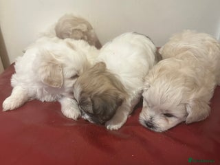 Zuchon dogs - Advert 9