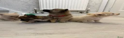 Pomchi dogs for sale: Pomeranian/chihuahua micro pups in Birmingham - Advert 6