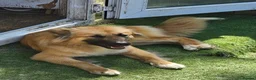 Mixed Breed dogs for sale: Malamute/akita  cross  - Advert 6