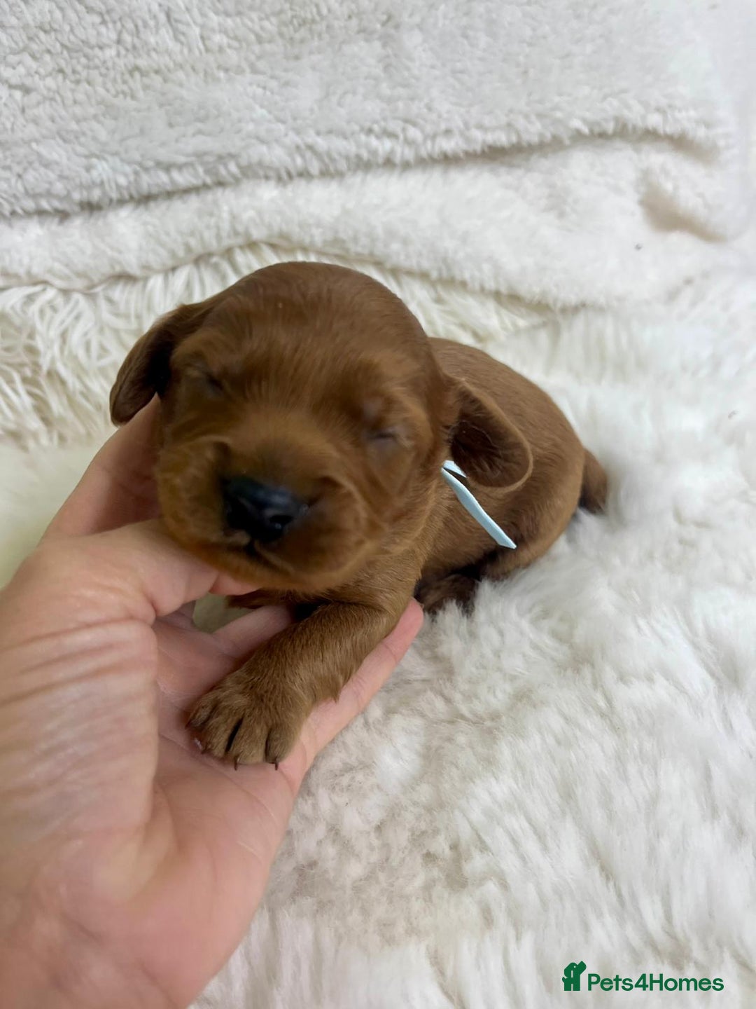 Cavapoo dogs for sale: Top Quality extensively tested F1b Toy cavapoo’s  - Image 6