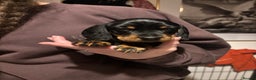 Dachshund dogs for sale: Four beautiful wire haired boys - Advert 17