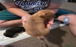 Jack Russell dogs for sale: Jack Russell puppy  - Image 7