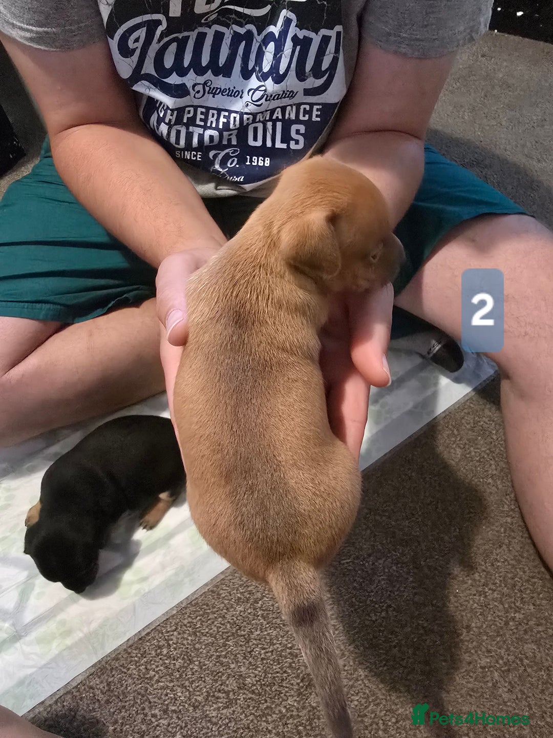 Jack Russell dogs for sale: Jack Russell puppy  - Image 7