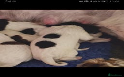 Sprocker dogs for sale: Adorable Chunky Sprocker Spaniel Pups - Image 7