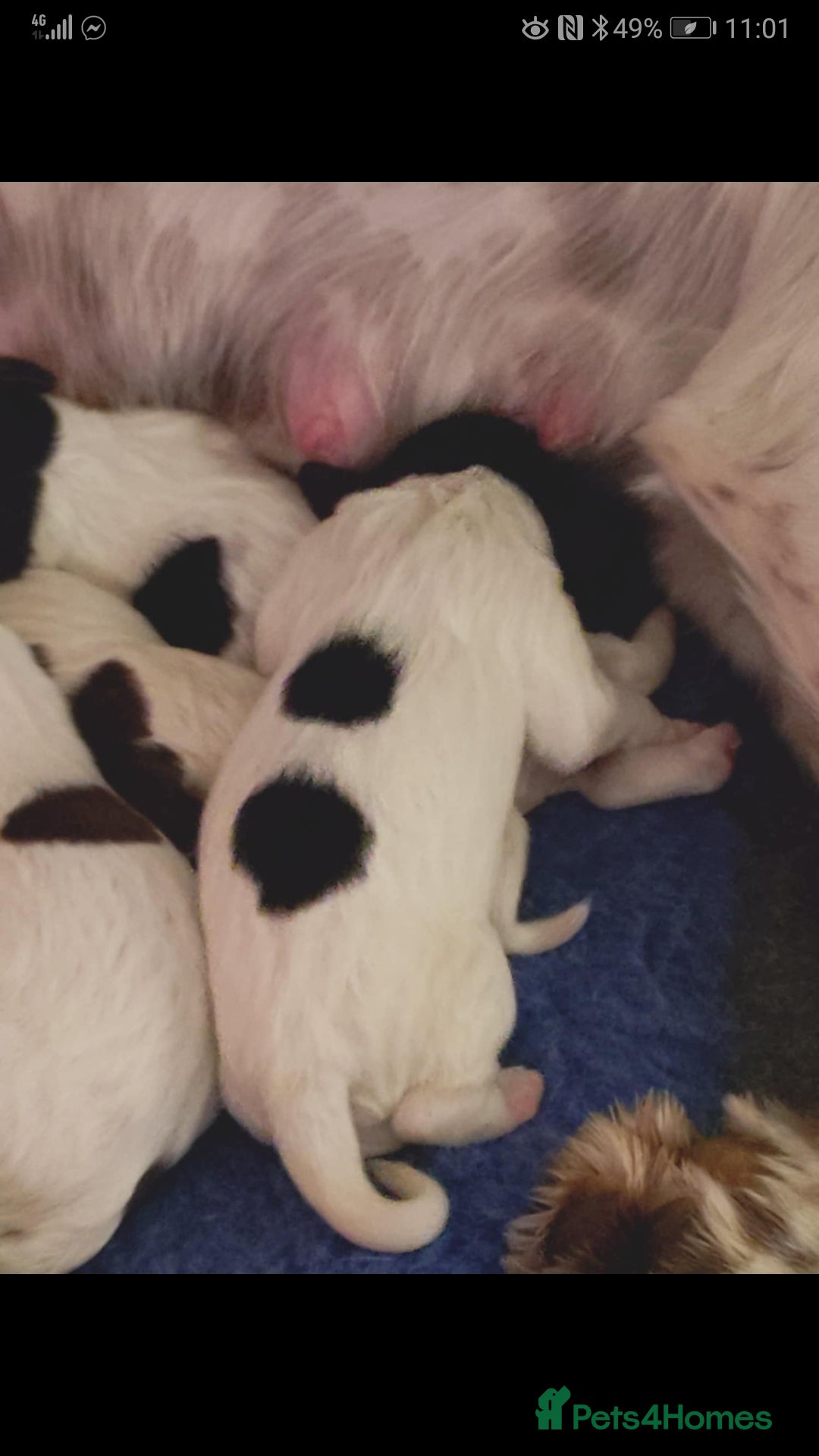 Sprocker dogs for sale: Adorable Chunky Sprocker Spaniel Pups - Image 7