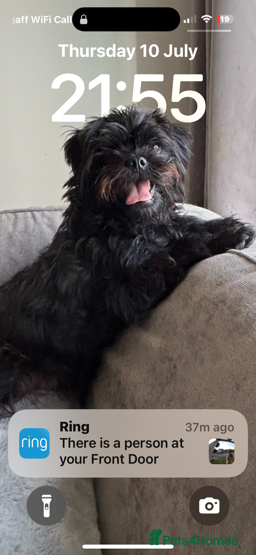 Mixed Breed dogs for sale: Pug x toy poodle - Image 3