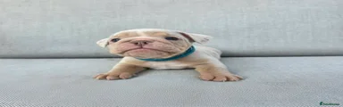English Bulldog 1
