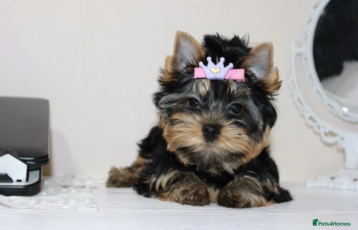 Yorkshire Terrier dogs Adorable Miniature Yorkshire terrier puppies  - Advert 9