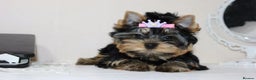 Yorkshire Terrier dogs for sale: Adorable Miniature Yorkshire terrier puppies  - Advert 1