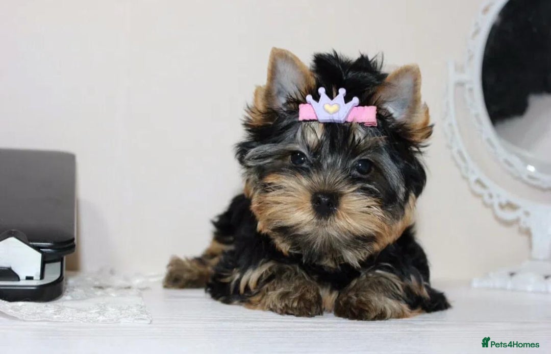 Yorkshire Terrier dogs for sale: Adorable Miniature Yorkshire terrier puppies  - Advert 1