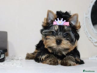 Yorkshire Terrier dogs Adorable Miniature Yorkshire terrier puppies - Advert 3