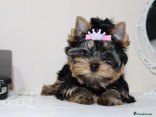 Yorkshire Terrier dogs Adorable Miniature Yorkshire terrier puppies - Advert 5