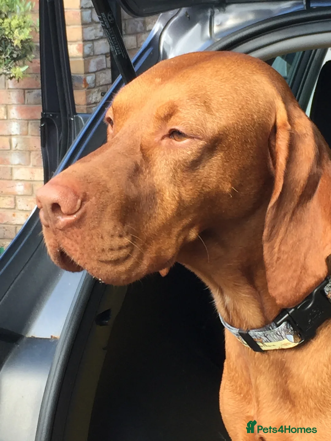 Hungarian Vizsla dogs for stud: Show Champion KC Reg Hungarian Vizsla for Stud in Brampton - Advert 7