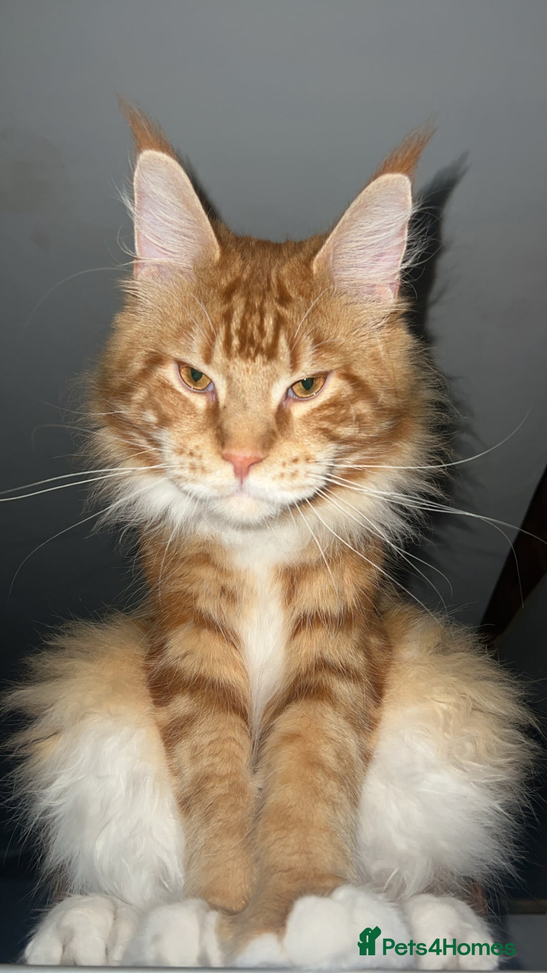 Maine Coon cats for sale: Maine Coon Kittens  - Image 8