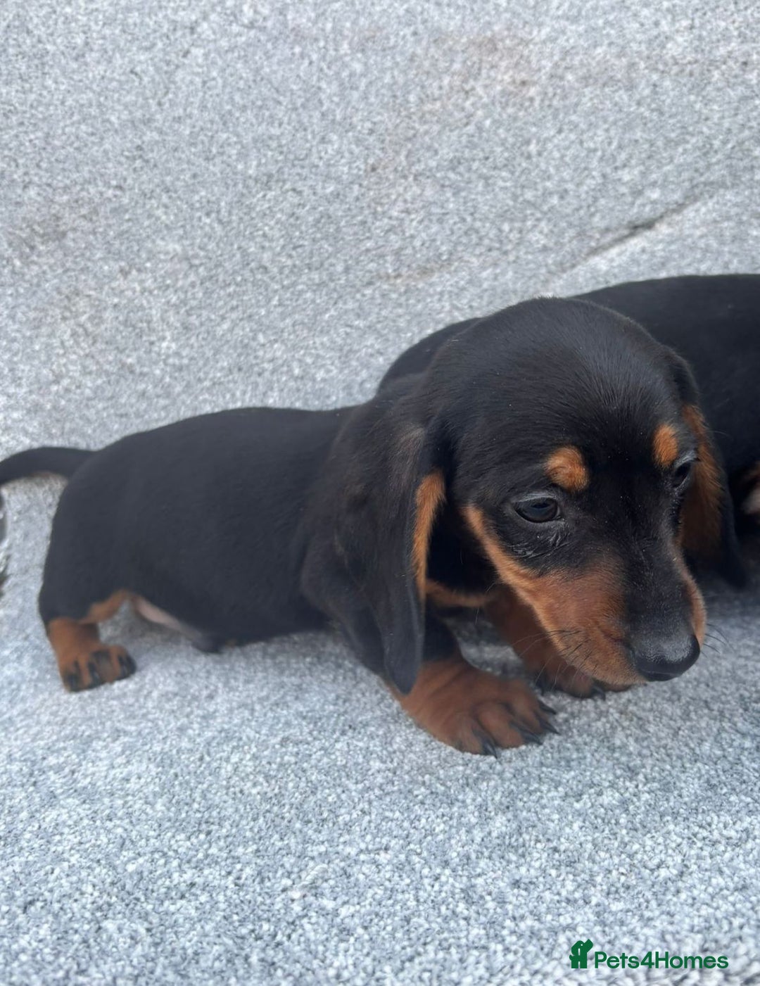 Miniature Dachshund dogs for sale: Mini dachshunds 4 boys  - Advert 5