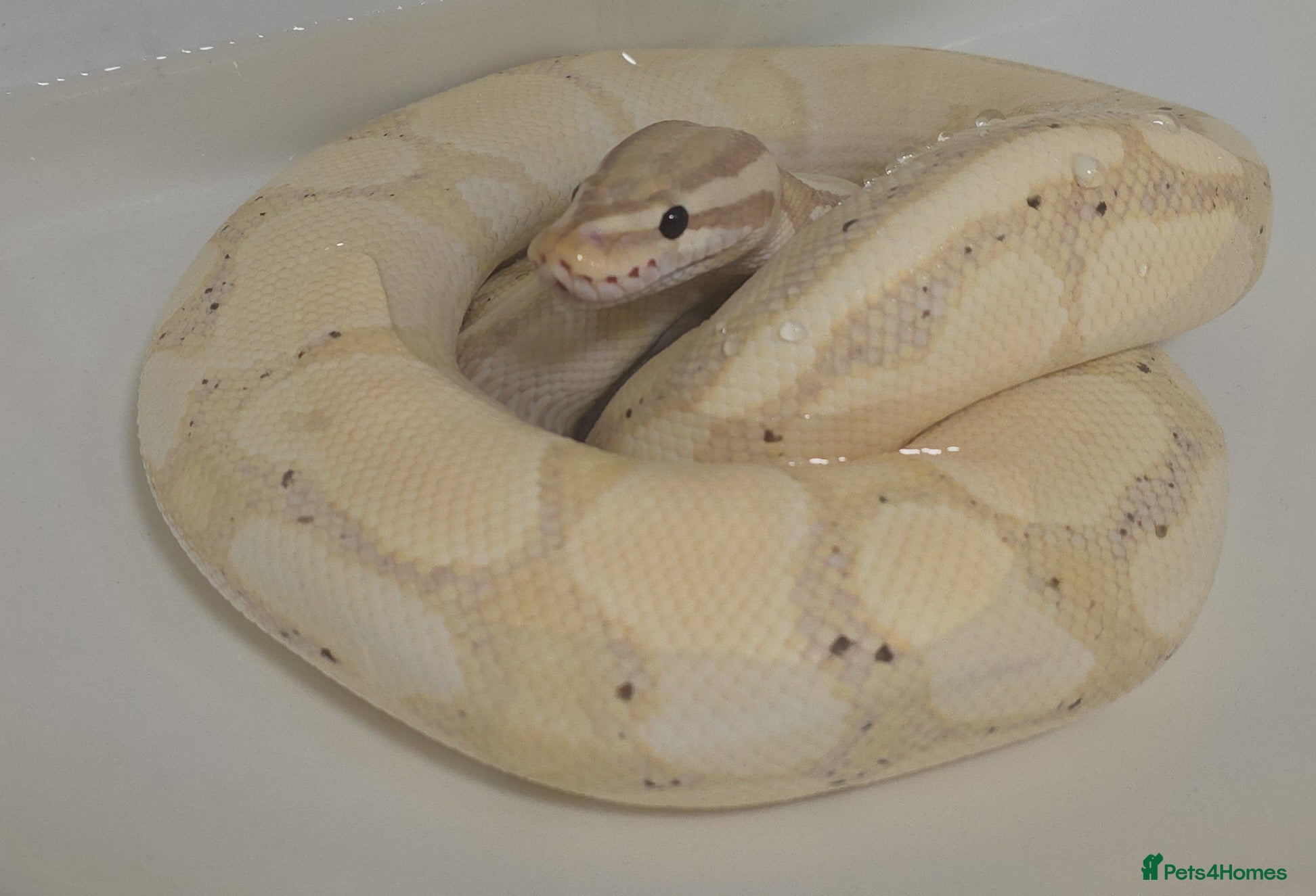 Python Snake reptiles 2 x Royal (Ball) Pythons, Banana Fire and Mystic - Advert 3