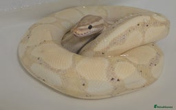 Python Snake reptiles for sale: Banana Fire Royal (Ball) Python - Image 1