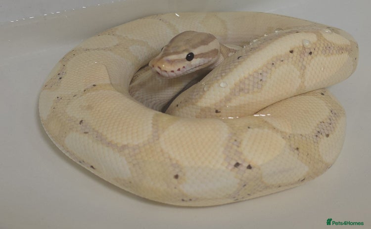 Python Snake reptiles - Advert 4