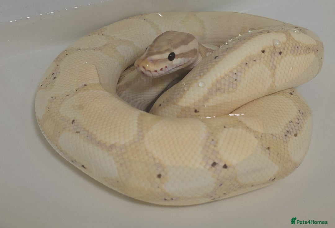 Python Snake reptiles for sale: Banana Fire Royal (Ball) Python - Image 1