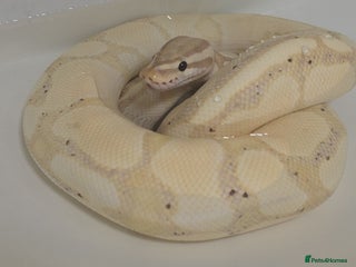 Python Snake reptiles - Advert 7